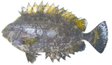 Siganus luridus