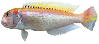 Branchiostegus sawakinensis