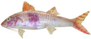 Upeneus japonicus