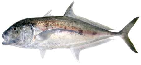 Carangoides gymnostethus
