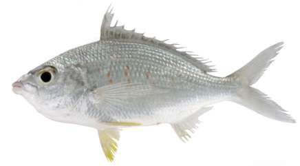 Gerres longirostris