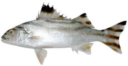 Terapon jarbua