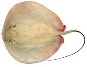 Urogymnus asperrimus