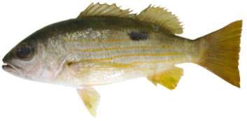 Lutjanus fulviflamma