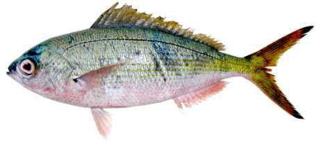 Caesio lunaris