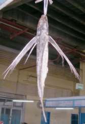 Exocoetus volitans