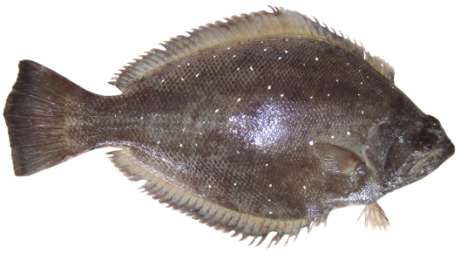 Psettodes erumei