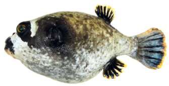 Arothron diadematus