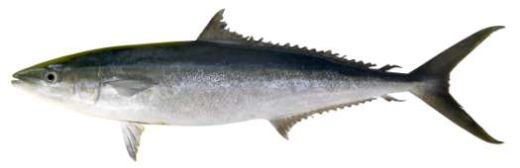 Elagatis bipinnulata