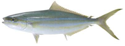 Elagatis bipinnulata