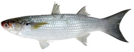 Crenimugil crenilabis