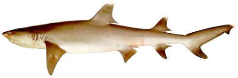 Triaenodon obesus
