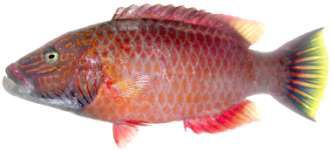 Cheilinus diagramma