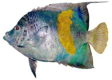 Pomacanthus maculosus