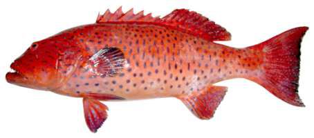 Plectropomus pessuliferus