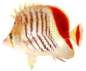 Chaetodon paucifasciatus