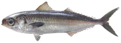 Ariomma brevimanus