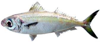 Ariomma brevimanus