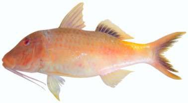 Parupeneus macronemus