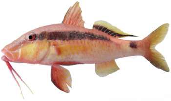 Parupeneus macronemus