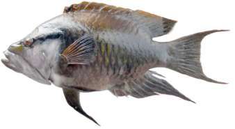 Epibulus insidiator