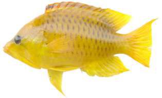 Epibulus insidiator
