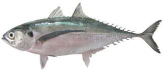 Megalaspis cordyla