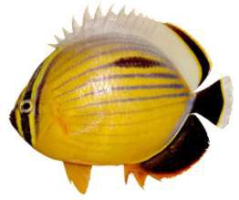 Chaetodon austriacus