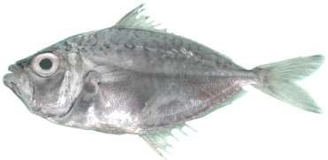Gazza minuta