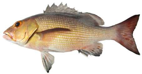 Lutjanus bohar