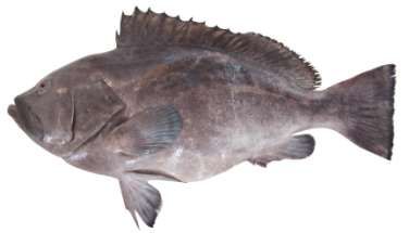 Epinephelus multinotatus