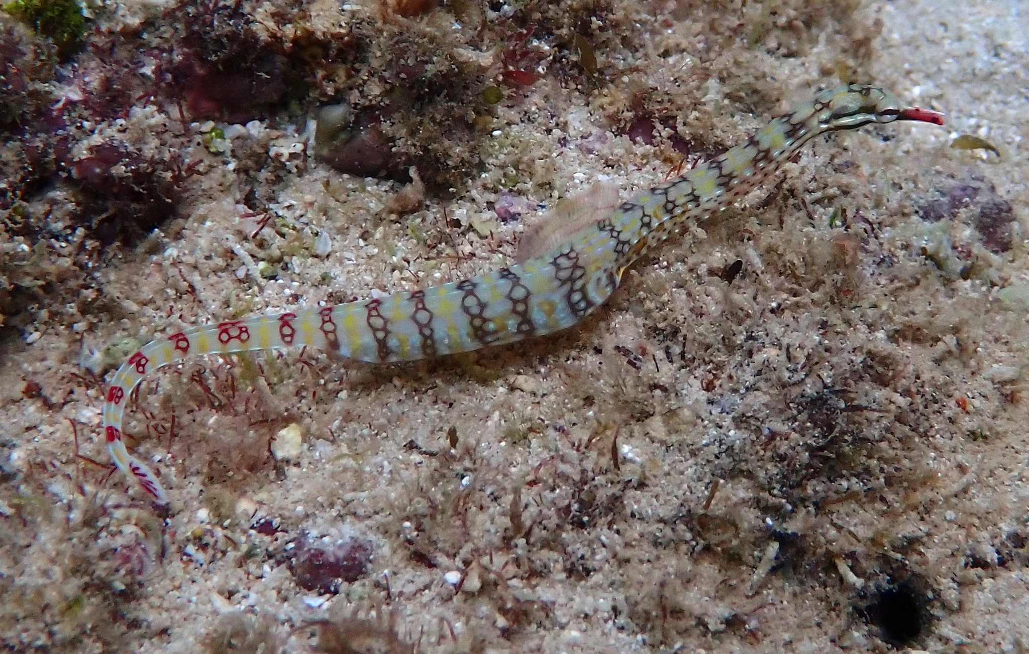 Corythoichthys flavofasciatus