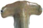 Sphyrna lewini