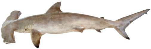 Sphyrna lewini