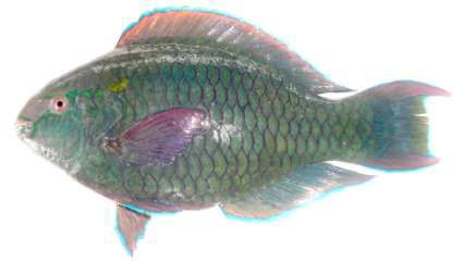Scarus niger