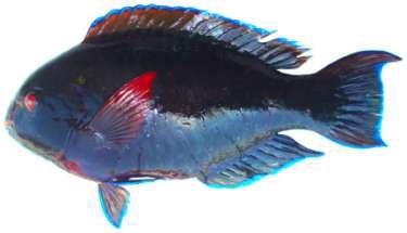Scarus niger