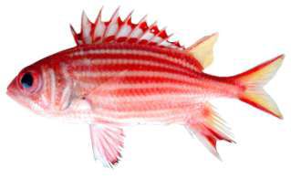 Sargocentron rubrum