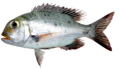 Monotaxis grandoculis