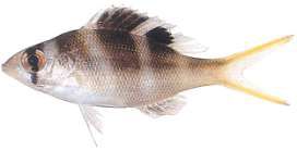 Monotaxis grandoculis