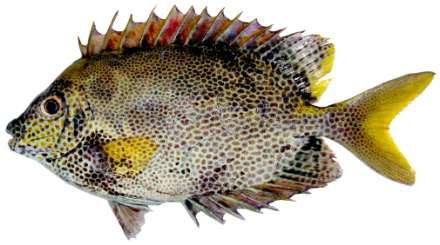 Siganus stellatus