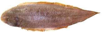 Cynoglossus arel