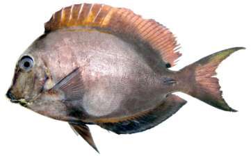 Acanthurus nigrofuscus