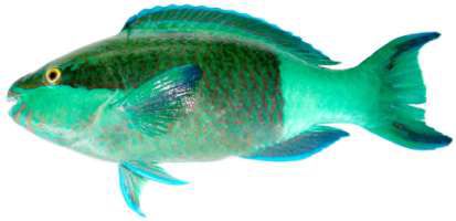 Scarus frenatus