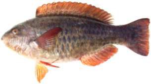 Scarus frenatus