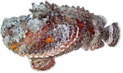 Synanceia verrucosa