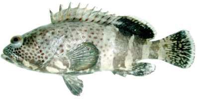 Epinephelus stoliczkae