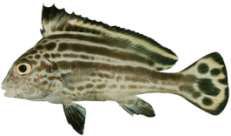 Diagramma pictum