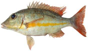Lethrinus obsoletus