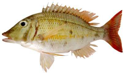 Lethrinus obsoletus