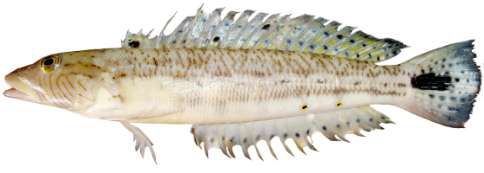 Parapercis hexophtalma